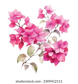 Watercolor hand drawn pink bougainvillea flower. Can be used as print, postcard, package design, invitation, greeting card, textile, stickers. svg