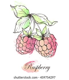  Watercolor hand drawn raspberry on white background. Vector illustration of berries