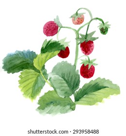 Watercolor hand drawn raspberry. Vector isolated on white background.
