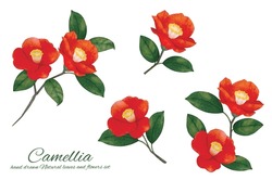 Watercolor Hand Drawn Red Camellia Cartoon