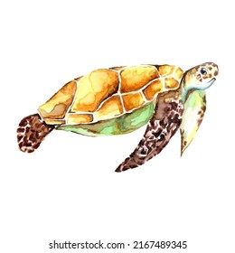 Tortuga marina de color acuático dibujada a mano aislada en un fondo blanco. Dibujo de dibujos animados de vectores de animales