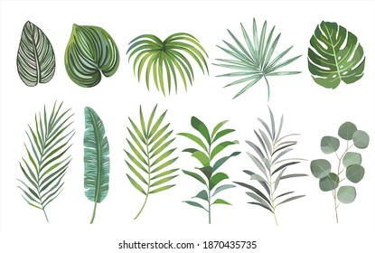 watercolor hand drawn Set of tropical leaves. vector design concept