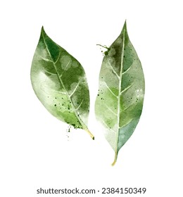 Watercolor hand drawn sketch ingredient bay leaves. Painted vector isolated illustration on white background for packaging design svg
