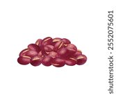 Watercolor hand drawn vector illustration of azuki bean