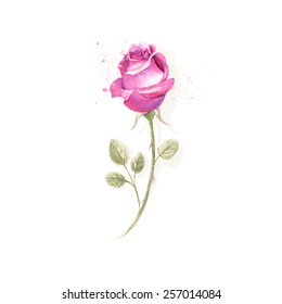 Watercolor hand drawn vector rose.