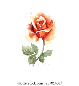 Watercolor hand drawn vector rose.