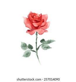 Watercolor hand drawn vector rose.
