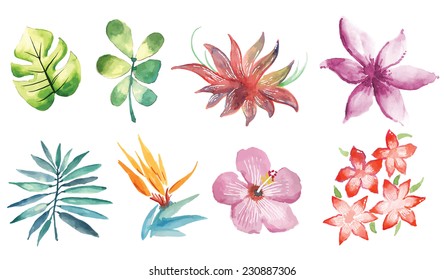 Watercolor Hand Drawn Vector Tropical Flowers Illustration Set