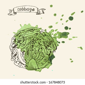 Watercolor hand drawn vintage illustration of cabbage