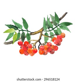 Watercolor hand drawn wild berries. Vector illustration