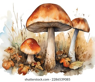 Watercolor hand drawn wild forest mushrooms porcini handdrawn illustration isolated on white background in boho style
