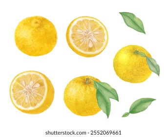 Watercolor hand drawn yuzu vector illustration set Translation: Yuzu