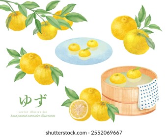 Watercolor hand drawn yuzu vector illustration set Translation: Yuzu