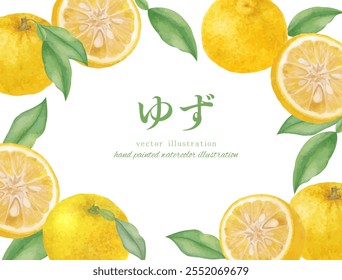 Watercolor hand drawn yuzu vector illustration set Translation: Yuzu