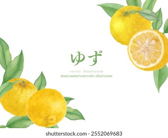 Watercolor hand drawn yuzu vector illustration set Translation: Yuzu