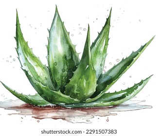 Pintada ilustración de la planta de aloe Vera a mano acuarela. objeto aislado en fondo blanco