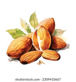 Watercolor hand painted almond nut and leaves illustration set on white background. Almond composition watercolor isolated on white background