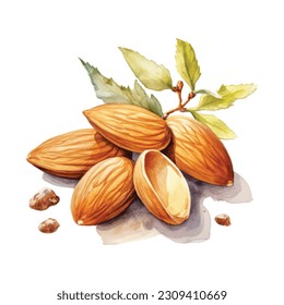 Watercolor hand painted almond nut and leaves illustration set on white background. Almond composition watercolor isolated on white background