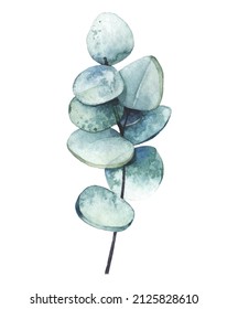 Watercolor hand painted blue eucalyptus branch. Vector traced isolated floral illustration on white background