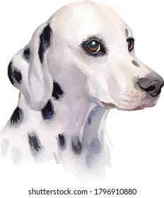 Watercolor hand painted dalmatian dog illustration