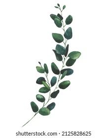 Watercolor hand painted dark green eucalyptus branch. Vector traced isolated floral illustration on white background