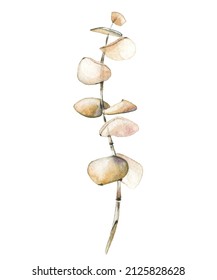 Watercolor hand painted dry beige eucalyptus branch. Vector traced isolated floral illustration on white background