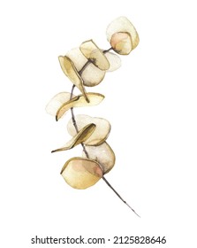 Watercolor hand painted dry beige eucalyptus branch. Vector traced isolated floral illustration on white background