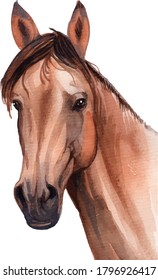 Watercolor hand painted horse illustration