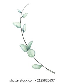 Watercolor hand painted light green eucalyptus branch. Vector traced isolated floral illustration on white background