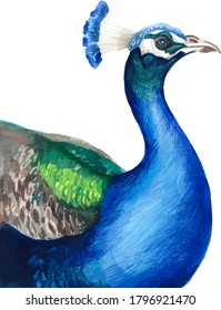 Watercolor hand painted peacock illustration