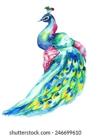 Watercolor hand painted peacock. Vector illustration