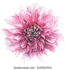 Watercolor hand painted pink dahlia isolated on white background. Vector traced floral watercolour illustration
