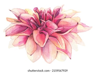 Watercolor hand painted pink, orange dahlia isolated on white background. Vector traced floral watercolour illustration