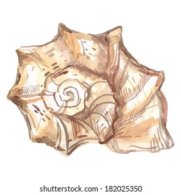 watercolor hand painted sea shell - vector illustration