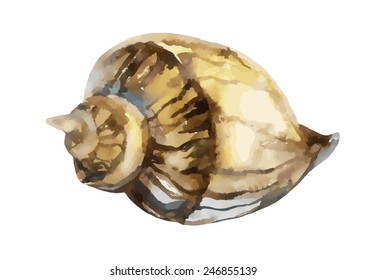 watercolor hand painted sea shell. Vector illustration