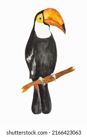 Watercolor hand painted toucan. Black and white exotic bird toucan with yellow big beack on branch. Tropical bird isolated on white 