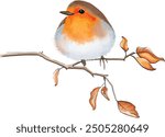 Watercolor hand-drawn robin on a branch, vectorized and isolated 