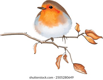 Watercolor hand-drawn robin on a branch, vectorized and isolated 