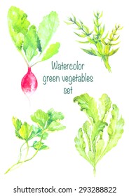 Watercolor hand-drawn vector set of fresh green vegetables:radishes, thyme,green salad,parsley

