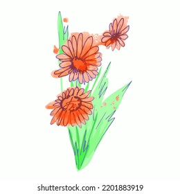 Watercolor handmade flowers. Daisies isolated on white background
