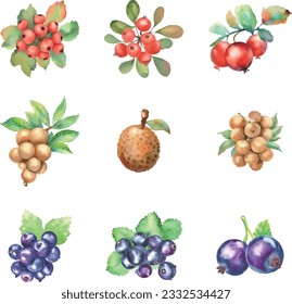 Watercolor hawthorn,longan and blackcurrant set isolated on white background. Hand drawn illustration