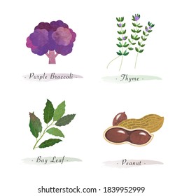 Watercolor healthy nature organic plant vegetable food ingredient purple brocoli thyme bay leaf peanut