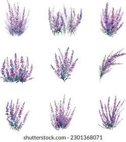 Watercolor heather flowers set. Hand painted heather flowers isolated on white background.