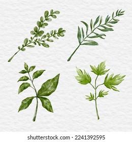 watercolor herb and spice ingredient element set