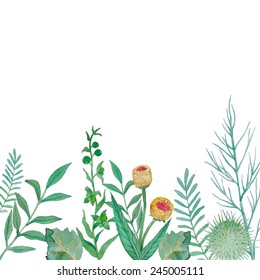 Watercolor herbal elements background. Hand drawn flowers and plants illustration isolated on white background. Vector objects frame