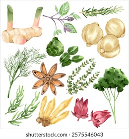 Watercolor Herbs and Spices Illustration: Featuring Galangal, Kaffir Lime Leaves, Star Anise, Dill, Rosemary, Tamarind, Holy Basil, Coriander, Asafoetida, Roselle, and Parsley for Culinary