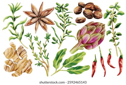 Watercolor Herbs and Spices Illustration Set - Hand-Painted, Realistic, Botanical - Star Anise, Nutmeg, Thyme, Rosemary, Ginger, Chili, Artichoke, Vector Illustration