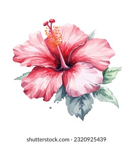 watercolor hibiscus flowers painted in watercolor, on isolated white background, botanical illustration, tropical flowers, vector flower
