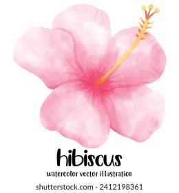 Watercolor hibiscus, Hibiscus, flowers, vector, illustration, tropical flowers