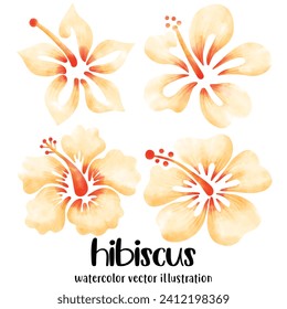 Watercolor hibiscus, Hibiscus, flowers, vector, illustration, tropical flowers